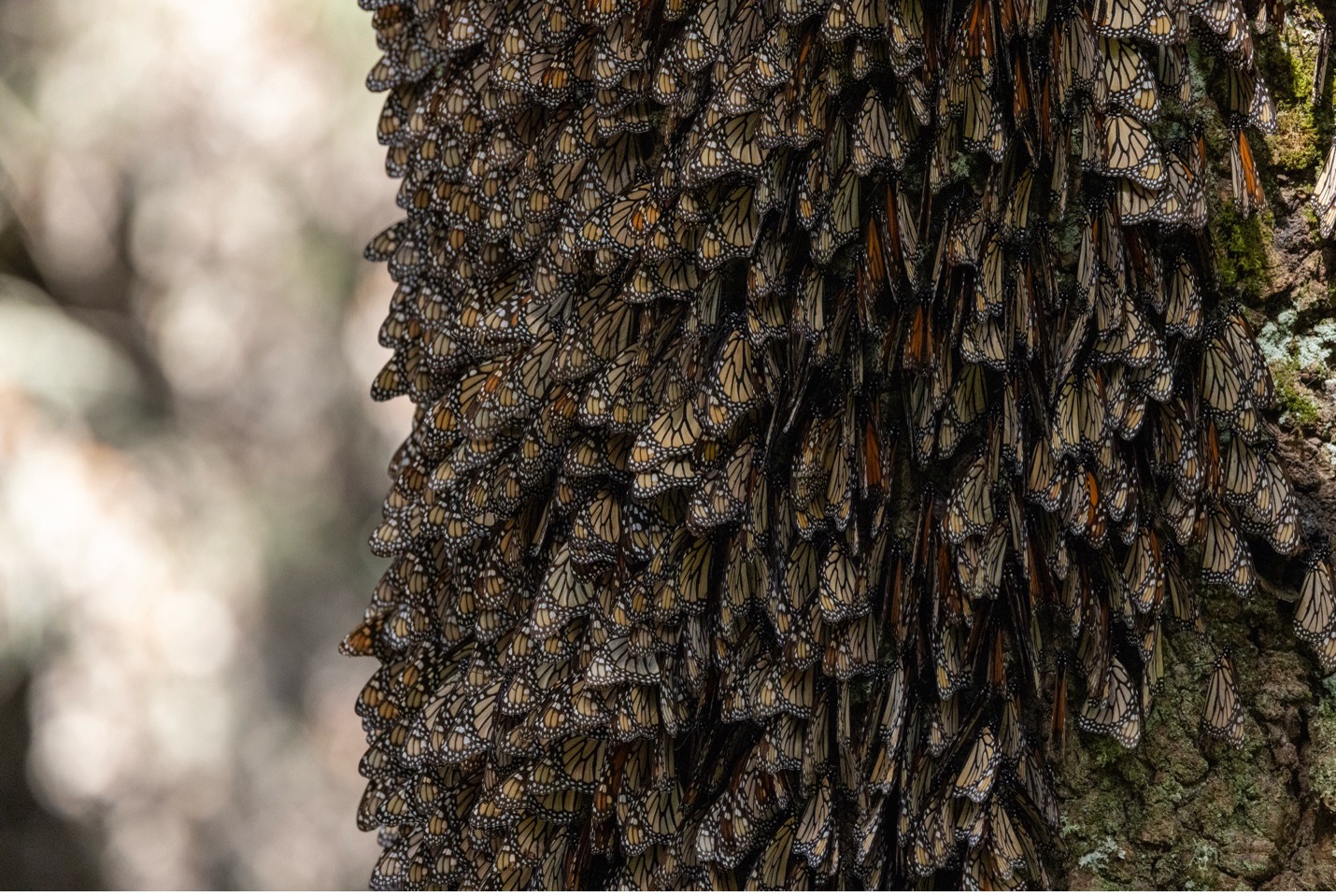 layers of monarchs on a tree