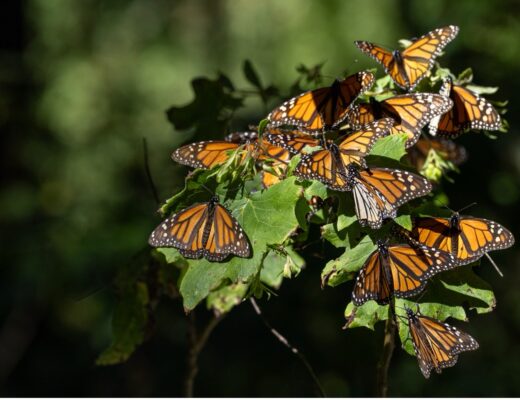 a small group of monarch butterflies huddle on a bush