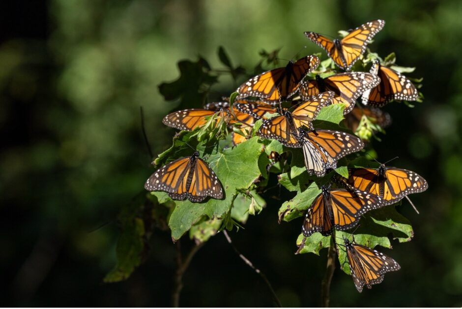 a small group of monarch butterflies huddle on a bush