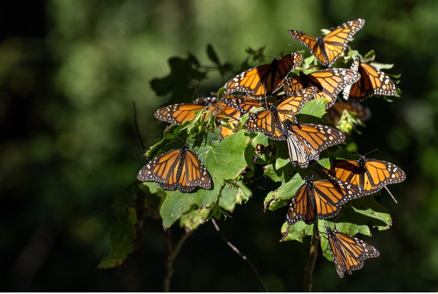 a small group of monarch butterflies huddle on a bush