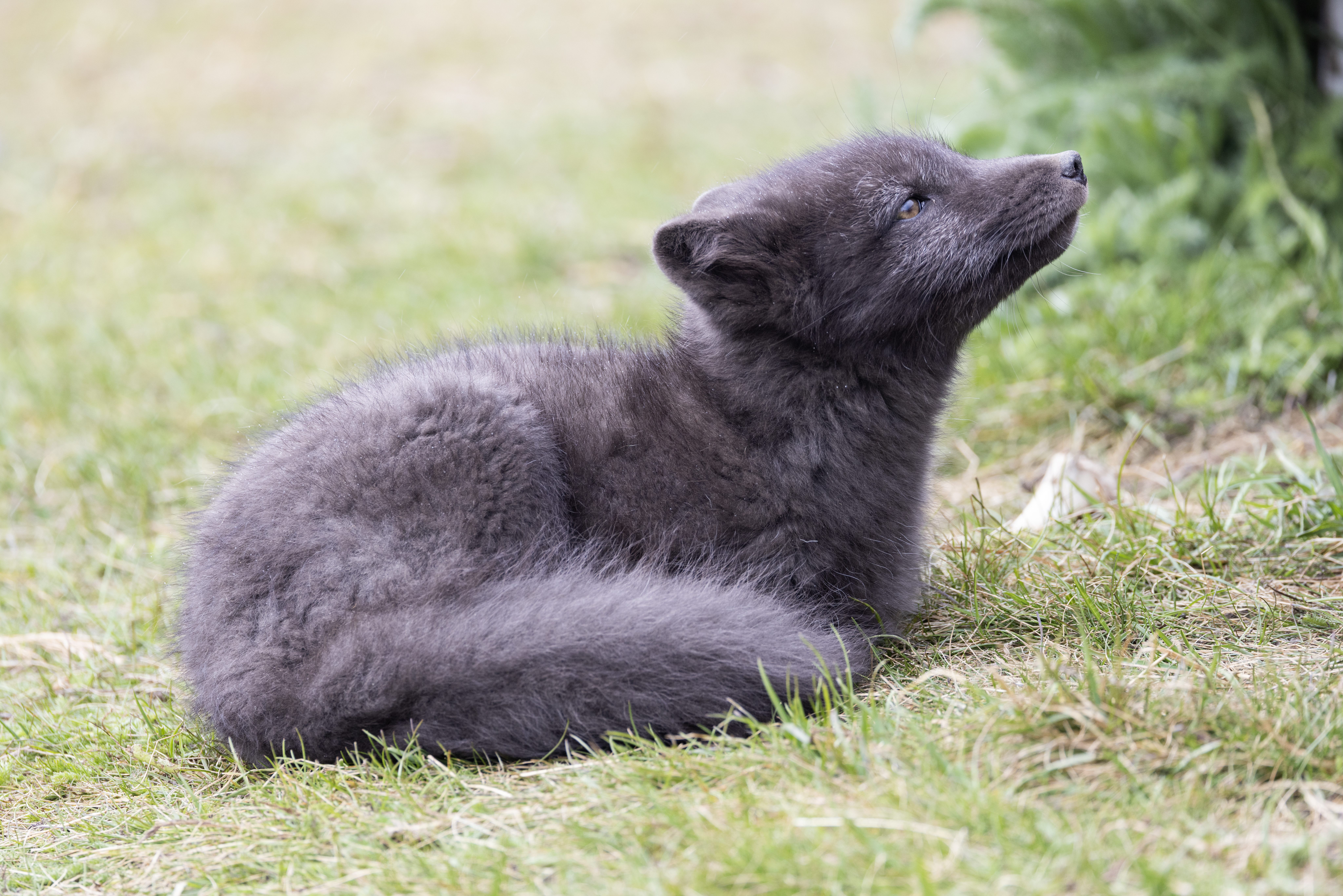 arctic fox in iceland