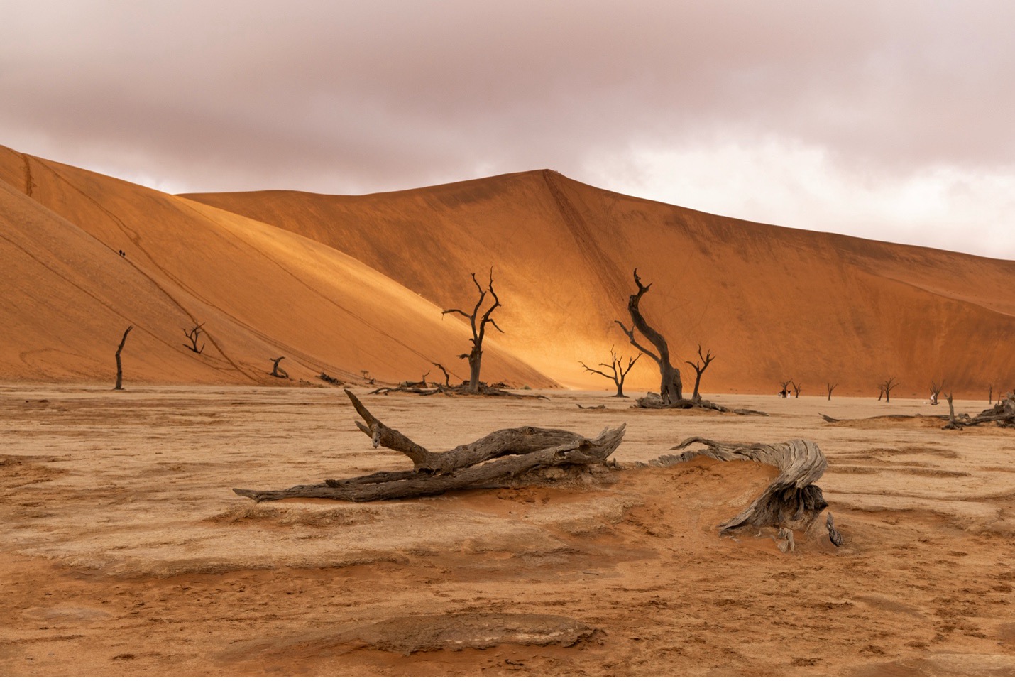 trees and logs as foreground elements to a dune in Namibia