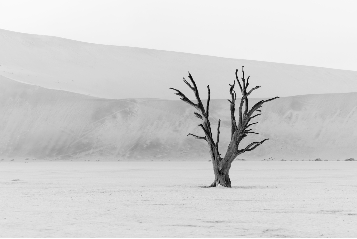 a black and white photo of dunes and a tree in Namibia
