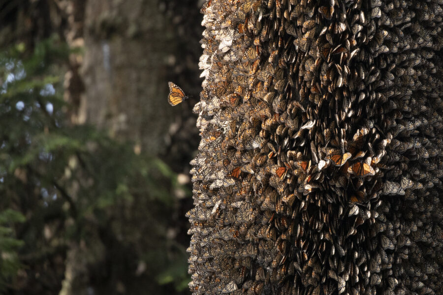 a monach lands on a tree covered with monarch butterflies