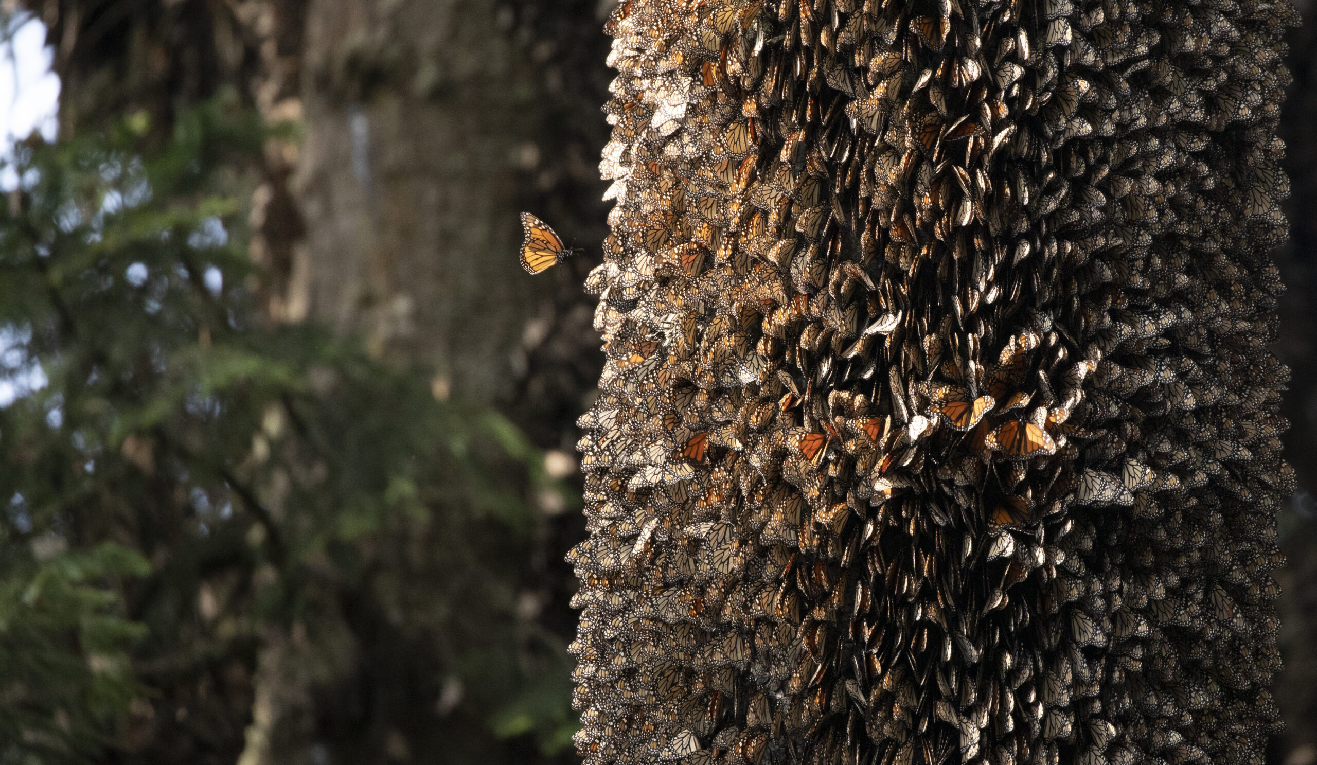 a monach lands on a tree covered with monarch butterflies